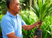 Dari Uji Coba Berbuah Sukses, PHC Ubah Produktivitas Sawit Petani Lampung Timur