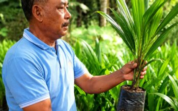 Dari Uji Coba Berbuah Sukses, PHC Ubah Produktivitas Sawit Petani Lampung Timur